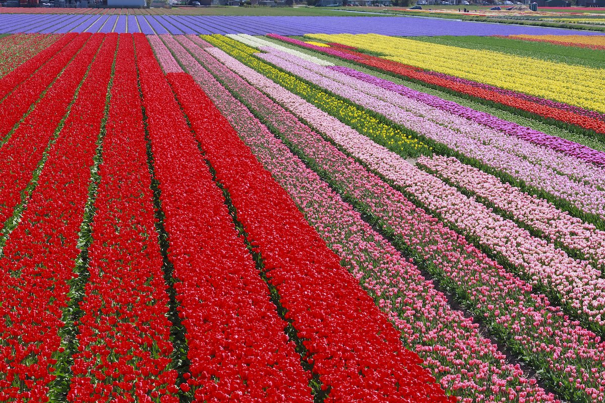 7 trieu bong hoa tulip bung no o ha lan khien ban dung ngoi khong yen