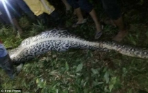 nguoi dan mo bung con tran khong lo va phat hien thi the nguoi dan ong 25 tuoi trong do