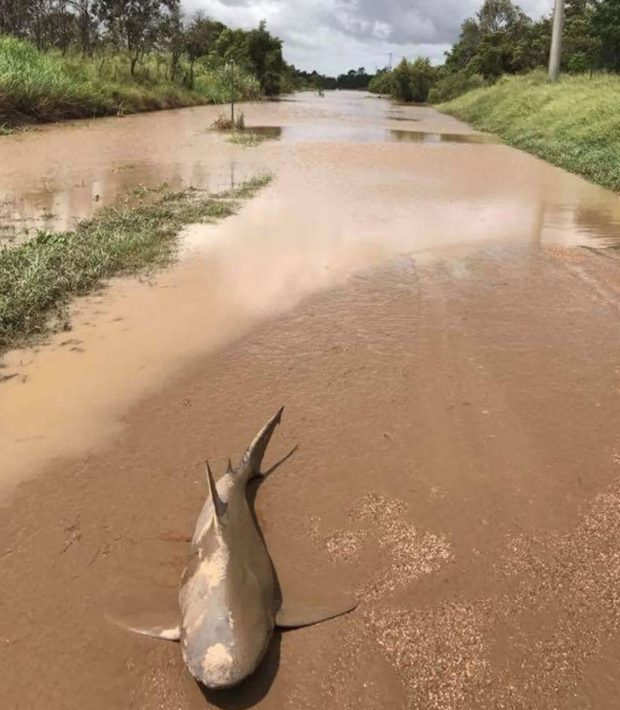 o bien chan qua ca map an thit nguoi len bo di dao mat