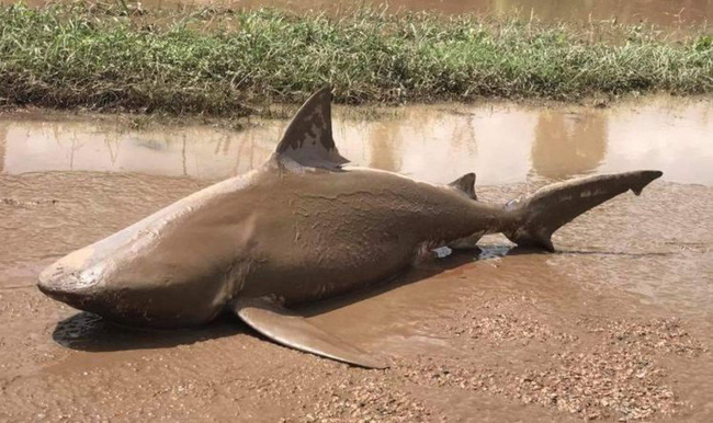 o bien chan qua ca map an thit nguoi len bo di dao mat