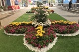 chiem nguong muon sac hoa hong bulgaria tai cong vien nuoc ho tay tu 8 113