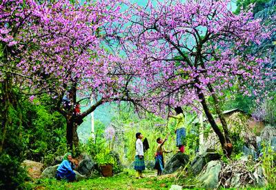 le hoi hoa ban 2018 se chinh thuc khai mac ngay 173 tai dien bien