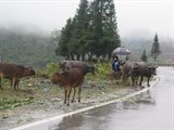khong khi lanh gay mua vua mua to va dong o vung nui bac bo