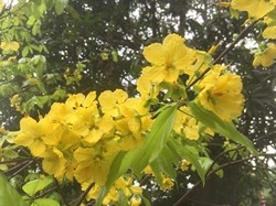 binh duong xot xa canh 220 goc mai bi ke xau cat dut ngon dut canh