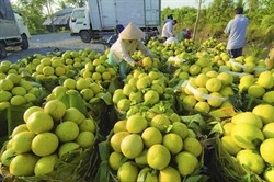 chuoi cung ung lanh mat xich quan trong thuc day xuat khau nong san viet nam