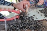 Ốc đinh cũng xuất ngoại