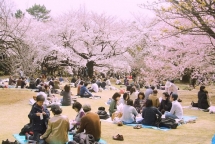 da nang lan dau tien to chuc le hoi hanami