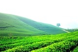 Thương hiệu Chè Việt Nam vẫn còn quá mờ nhạt