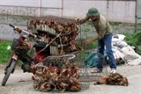 Nhập gà Trung Quốc: Nguy cơ dân ăn thịt 'rác', người nuôi mất nghiệp