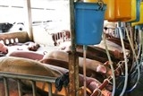Phát hiện trại bơm nước cho heo tăng trọng