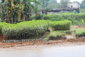 Thức dậy tiềm năng nuôi trồng thủy sản và lâm nghiệp