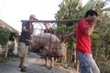 Nông dân khóc ròng vì thương lái Trung Quốc ngưng mua lợn siêu mỡ
