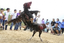 trung quoc to chuc choi ga thu hut khach du lich