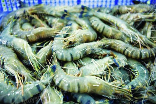 doanh nghiep viet do xo xuat khau dau tho tom sang trung quoc