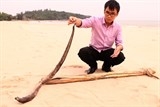 Cá chết bất thường ở vùng biển từ Hà Tĩnh đến Huế