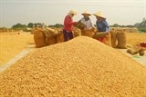 ĐBSCL thất thoát gần 800 triệu USD/năm do cách làm lạc hậu