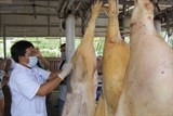 Thương lái Trung Quốc lại thu mua cả heo mảnh cấp đông