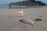 Cá chết hàng loạt: Dân tự lặn biển tìm nguyên nhân, cơ quan chức năng từ điều tra