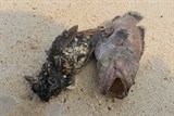 ca chet tiep tuc dat vao bo ngu dan quang binh dung ngoi khong yen