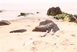 vu ca chet hang loat tiet lo soc tu 3 nha khoa hoc viet nam o nuoc ngoai