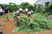 kien quyet xoa bo cay co chua chat ma tuy