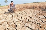 Diện tích lúa Việt Nam teo tóp vì hạn hán và khủng hoảng nước sông Mekong