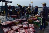 Yêu cầu thu mua toàn bộ hải sản đánh bắt xa bờ của người dân