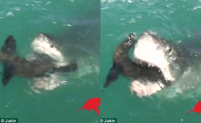 cu doat mang con moi than toc cua ca map khien du khach dung hinh so hai