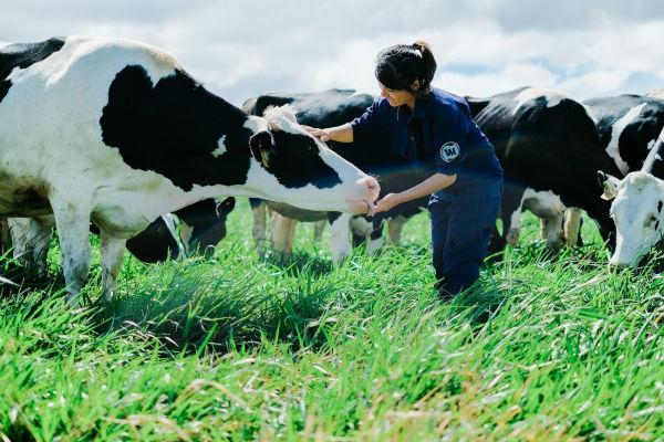 kham pha trang trai bo sua vinamilk organic da lat cung xuan bac