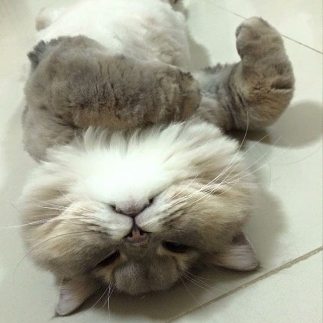 em meo beo nhu khung long tam bot nhung suot ngay nung niu deo ba lo cute