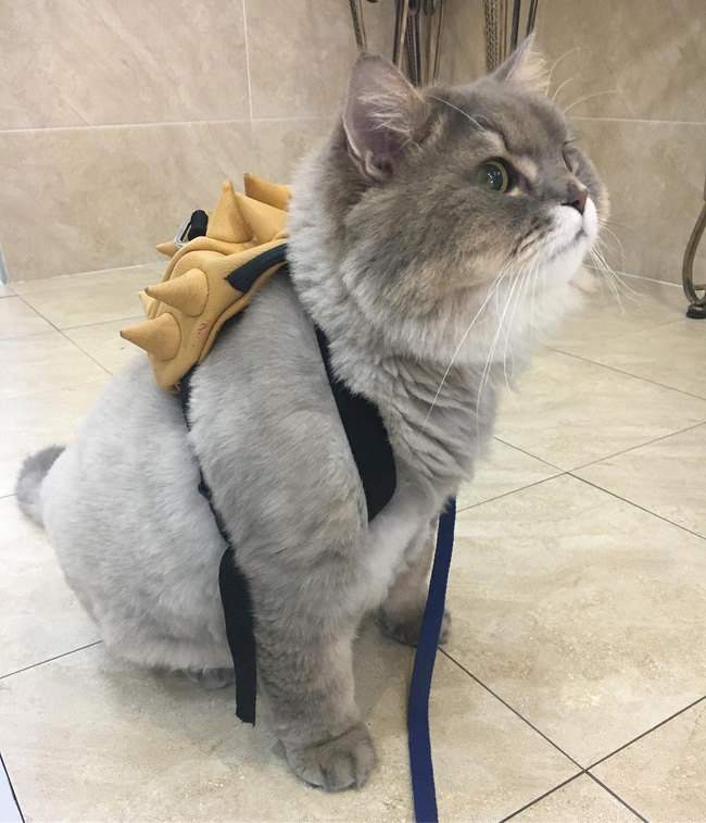 em meo beo nhu khung long tam bot nhung suot ngay nung niu deo ba lo cute