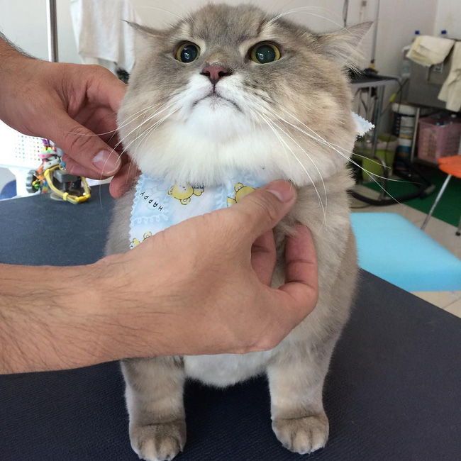 em meo beo nhu khung long tam bot nhung suot ngay nung niu deo ba lo cute