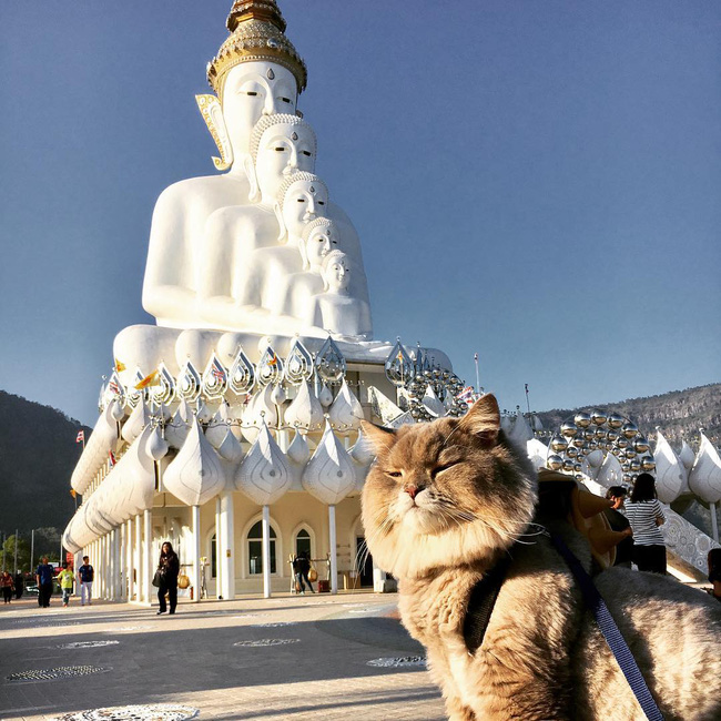 em meo beo nhu khung long tam bot nhung suot ngay nung niu deo ba lo cute