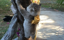 em meo beo nhu khung long tam bot nhung suot ngay nung niu deo ba lo cute