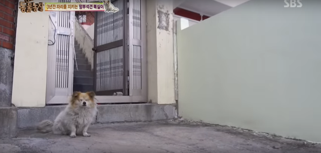 chu cho bi bo roi 3 nam van doi chu nhung chu nhan cua no khong he dang trach nhu nguoi ta nghi