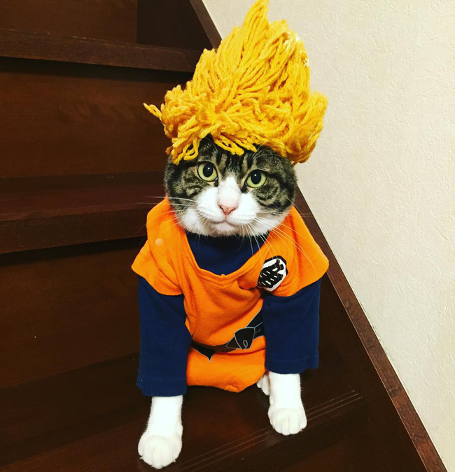 dai su meo cute di truyen ba van hoa nhat ban