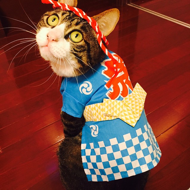 dai su meo cute di truyen ba van hoa nhat ban