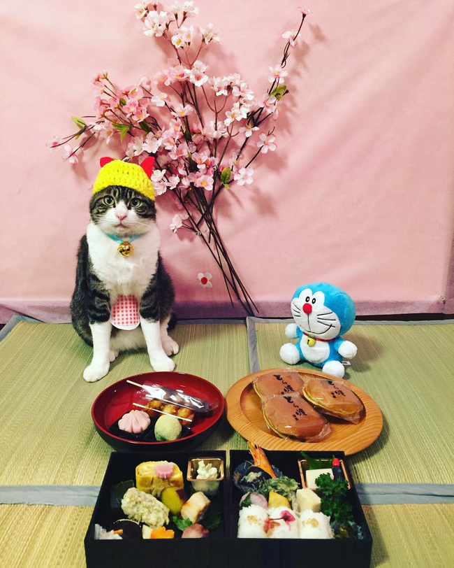 dai su meo cute di truyen ba van hoa nhat ban