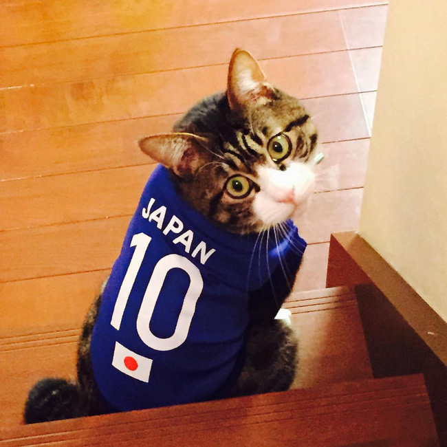 dai su meo cute di truyen ba van hoa nhat ban