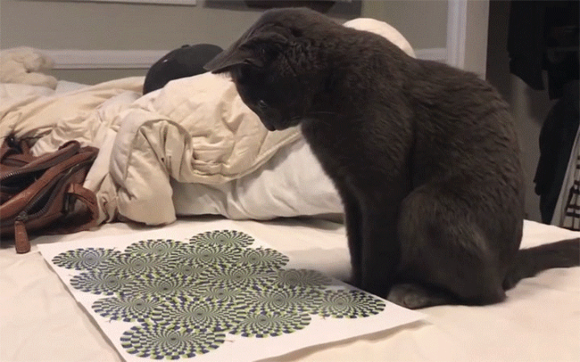 ra ma xem chu meo bi ngao nang sau khi xem tranh ao giac nay