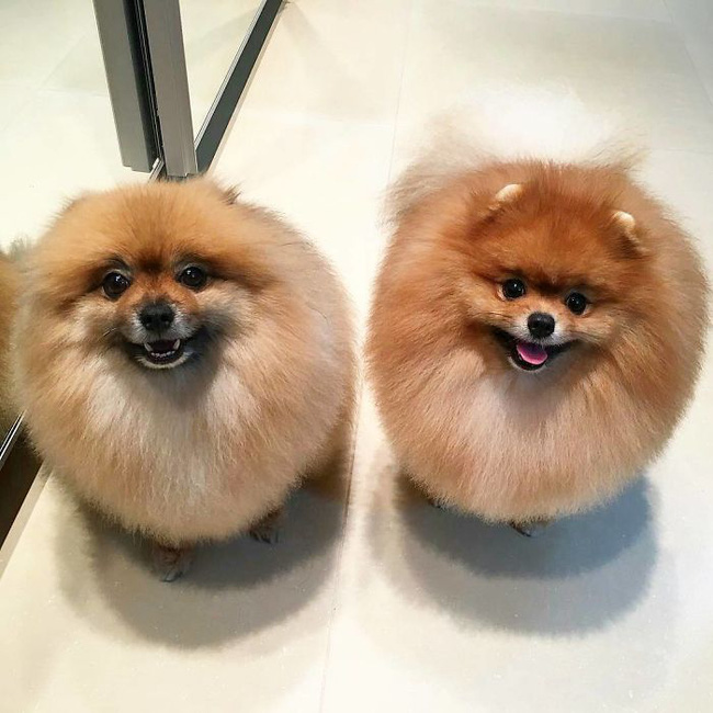 chi muon bat coc 15 em be dong vat beo tron nhu nhung cuc bong di dong dem ve nuoi