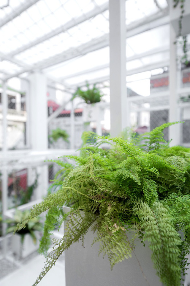 tang thuong xanh tuoi giua khu dong da cua kien truc su nguoi viet len bao nuoc ngoai