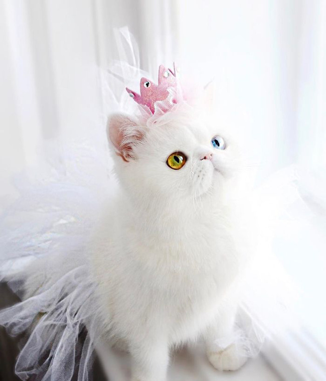 Chú mèo xinh đẹp sở hữu đôi mắt hai màu lấp lánh tựa pha lê | Thời Đại