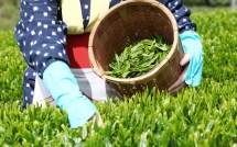 thu hoach tra xanh cung chong nguoi vo tre bat ngo tu vong vi thu thiet bi hien dai