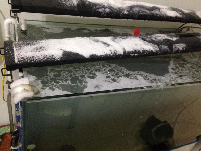 gian chong vo tam vo truy sat be ca yeu quy cua chong bang bot giat va nuoc tay bon cau