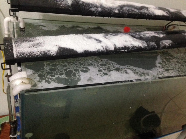 vo thang tay do 3kg bot giat 5 lit dau an va ca chai nuoc rua bon cau vao be ca thuy sinh cua chong