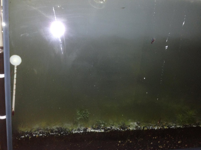 vo thang tay do 3kg bot giat 5 lit dau an va ca chai nuoc rua bon cau vao be ca thuy sinh cua chong