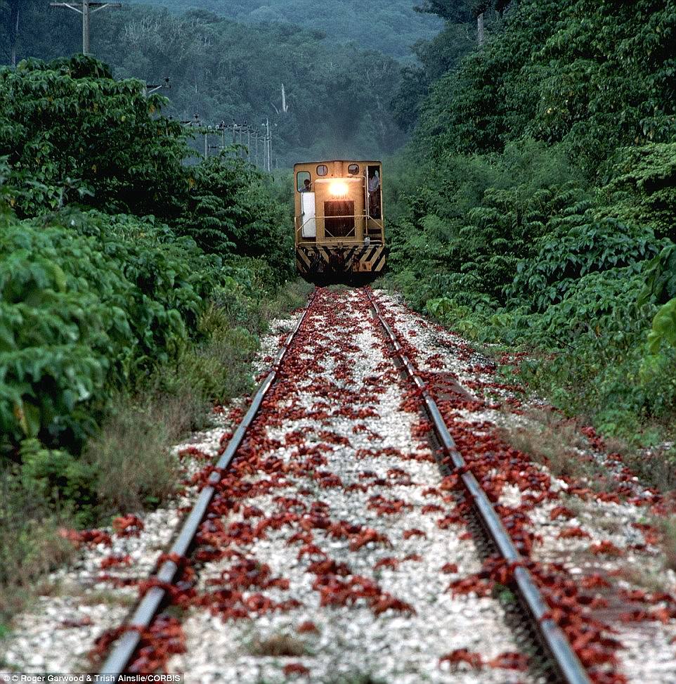 nhung diem den tren the gioi danh cho du khach yeu dong vat