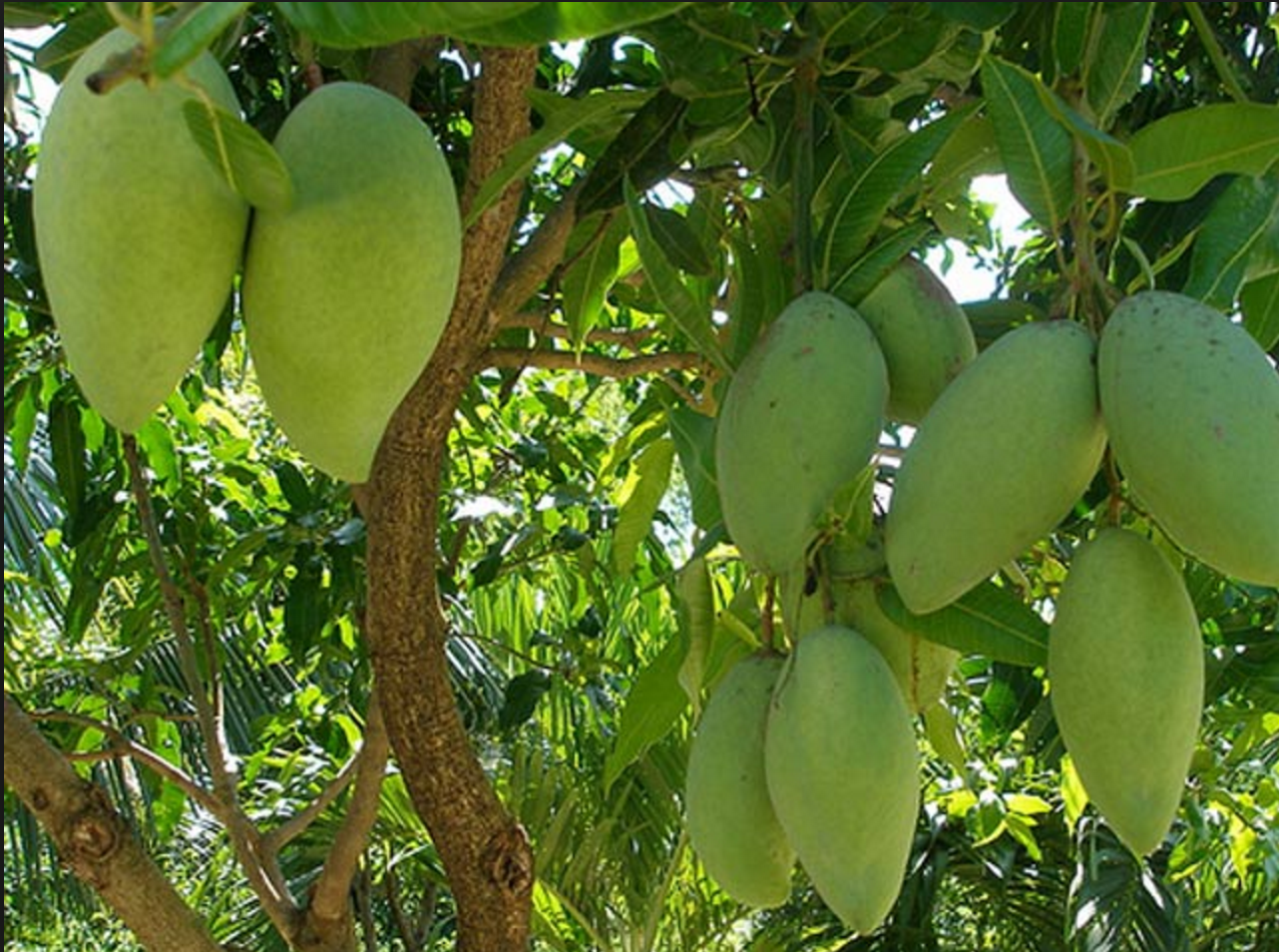 nong san xuat khau chi 50 chuoi gia tri san pham an toan hoat dong hieu qua