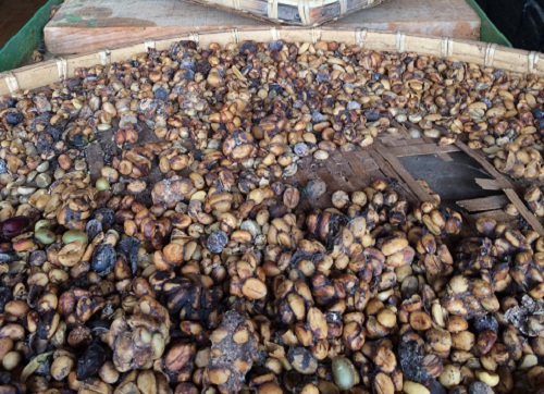 nong san xuat khau chi 50 chuoi gia tri san pham an toan hoat dong hieu qua